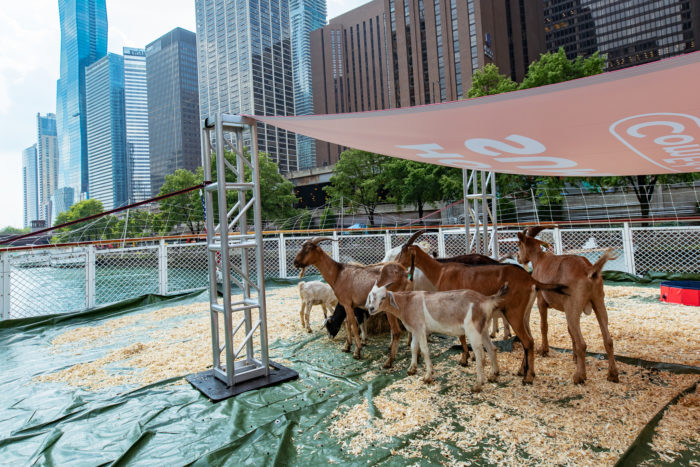 Goats on a Boat 1