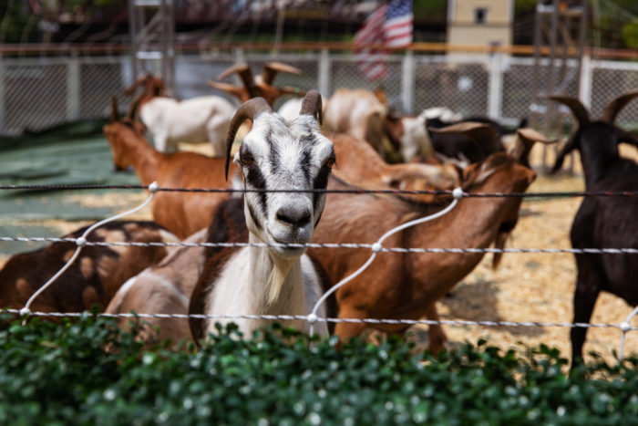 Goats on a Boat 18