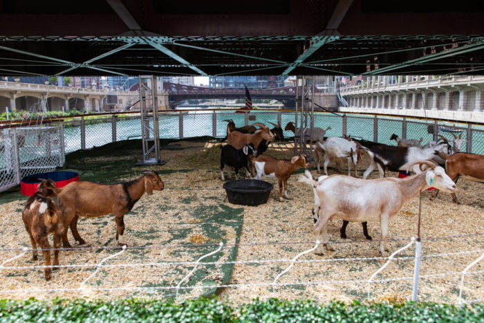 Goats on a Boat 19