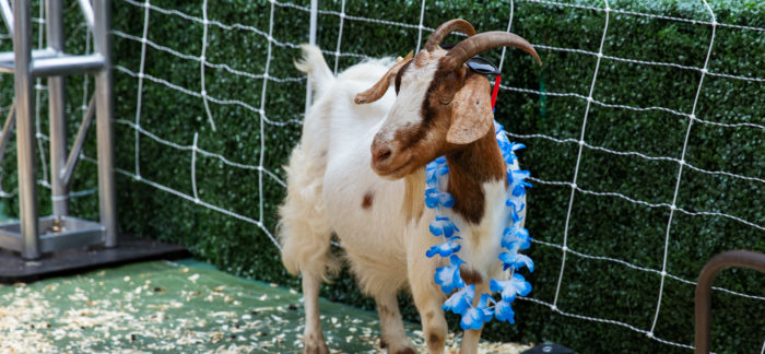 Goats on a Boat 9